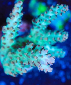 Wysiwyg Large Tabling Aussie Acropora  Frag [F159]