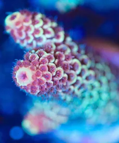 Wysiwyg Two Tone Acropora Spathulata Frag [F164]