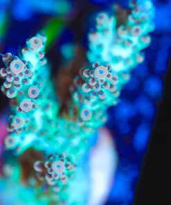 Wysiwyg Large Tabling Acropora Frag [F167]