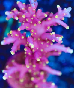 Wysiwyg XL Pink Dragon Acropora Frag [F170] *Basically mini colony size*