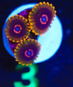 Wysiwyg Jedi Mind Trick Zoanthid Frag [F3] **