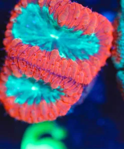 Wysiwyg Forest Fire Blastomussa Frag [F6]