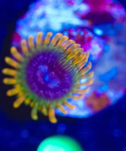 Wysiwyg Acid Reflux Zoanthid Frag [F9] **