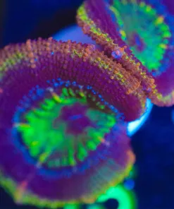 Wysiwyg Large Acan Frag [F15]