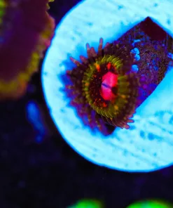 Wysiwyg Pink Krak Zoanthid Frag [F16]