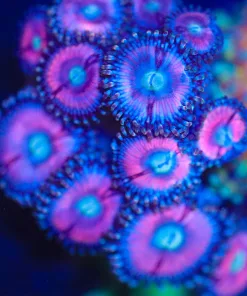 Wysiwyg Cotton Candy Zoanthid Frag [F20]