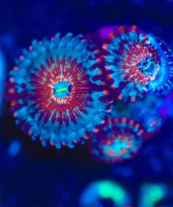 Wysiwyg 3x Blue Agave Zoanthid Frag [F25]