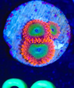 Wysiwyg 3x Electric Oompa Loompa Zoanthid Frag [F36] *rare*