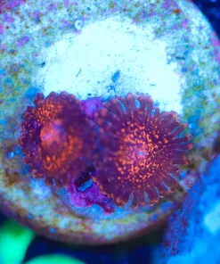 Wysiwyg 2x Small Darth Maul Zoanthid Frag [F61]