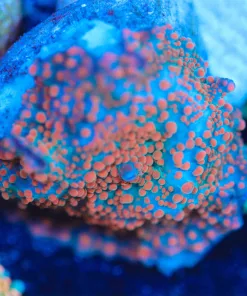 Wysiwyg Insterstellar Mushroom Frag [F62]