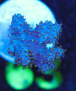 Wysiwyg Purple Fiji Leather Small Frag [F63]