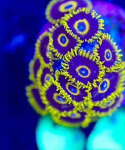 Wysiwyg Black Hornet Zoanthid Frag [F64]