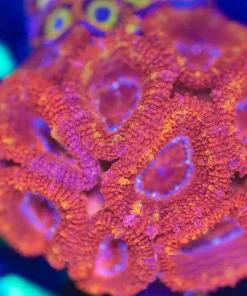 Wysiwyg MASSIVE Acan Frag *mini colony basically* [F72]