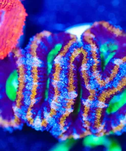 Wysiwyg Golden Snake Acan Coral Frag [F73]