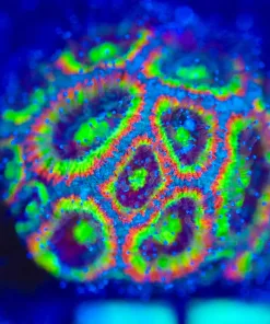 Wysiwyg Micromussa Acan Frag [F75]