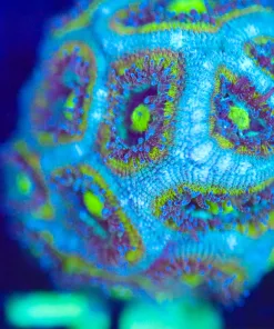 Wysiwyg Micromussa Frag [F78]