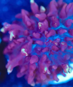 Wysiwyg Fire Mushroom Small Frag [F79]