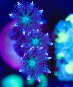 Wysiwyg Small Clove Polyp Frag [F82]**