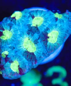 Wysiwyg Blue Brave Heater Favia Frag [F83]