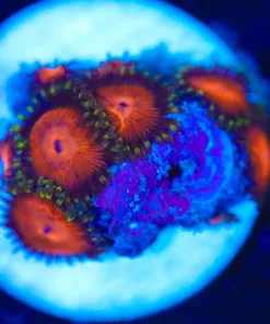 Wysiwyg Zoanthid Frag [F86]