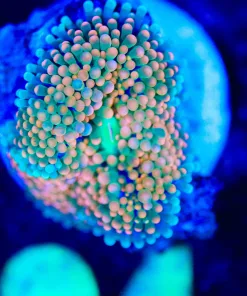 Wysiwyg Orange Florida Ricodea Mushroom Frag [F94]