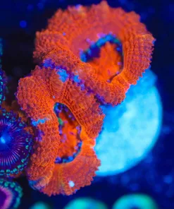 Wysiwyg Acan Frag [F122] **