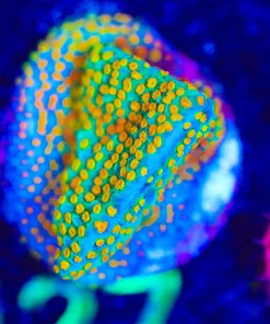 Wysiwyg Rainbow Montipora Frag [F127]