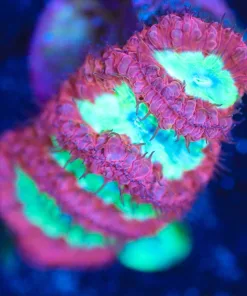 Wysiwyg 3x Head Blastomussa Frag [F128]