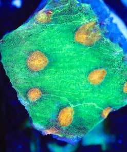 Wysiwyg Chalice Frag [F134]