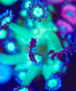 Wysiwyg Flowerpot Frag [F139]