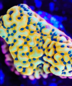 Wysiwyg Kung Pow Montipora Frag [F168]