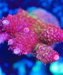 Wysiwyg Top Shelf Aquatics Large Princess Peach Acropora Frag [F149]