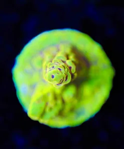 Wysiwyg Reef Raft Lemon Demon Acropora Frag [F171]