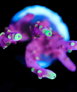 Wysiwyg Jason Fox Large Fox Flame Acropora Frag [F176]