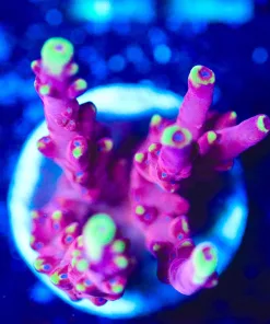 Wysiwyg Jason Fox Large Fox Flame Acropora Frag [F177]