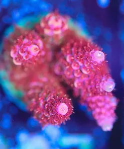 Wysiwyg Top Shelf Aquatics Large Princess Peach Acropora Frag [F207]