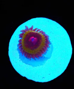 Wysiwyg Pink Krak Zoanthid Frag [F8]