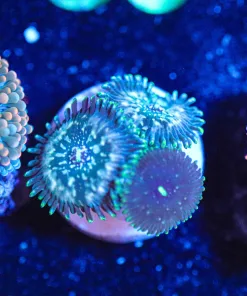 Wysiwyg 3x Green Magician Zoanthid Frag [F23]