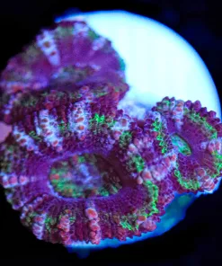 Wysiwyg Acan Coral Frag [F43] **