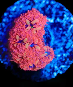 Wysiwyg Blastomussa Frag [F87]