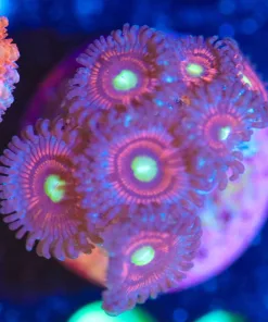 Wysiwyg Zoanthid Frag [F91] **
