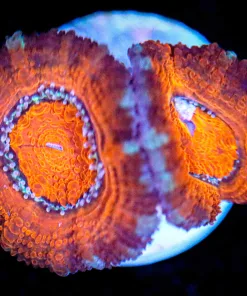 Wysiwyg Acan Frag [F95]