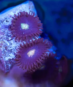 Wysiwyg TINY Black Zoanthid Frag [F104]