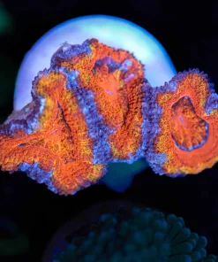 READ ITEM DESCRIPTION TO AVOID ORDER CANCELLATION THANKS !! Wysiwyg Acan Frag [F108] **
