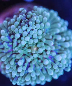 Wysiwyg FLorida Ricordea Frag [F109] **