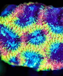 Wysiwyg Yellow Submarine Favia Frag [F110]