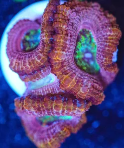 Wysiwyg Acan Frag [F111] **