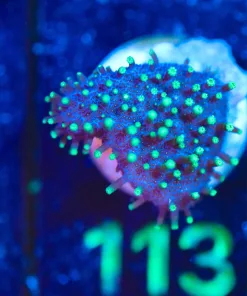 Wysiwyg Leather Frag [F113]