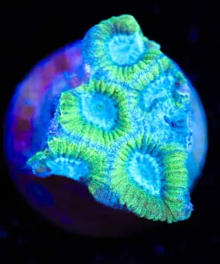 Wysiwyg Small favia Frag [F124] **