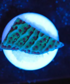 Wysiwyg Unique Monitpora Frag [F126] **